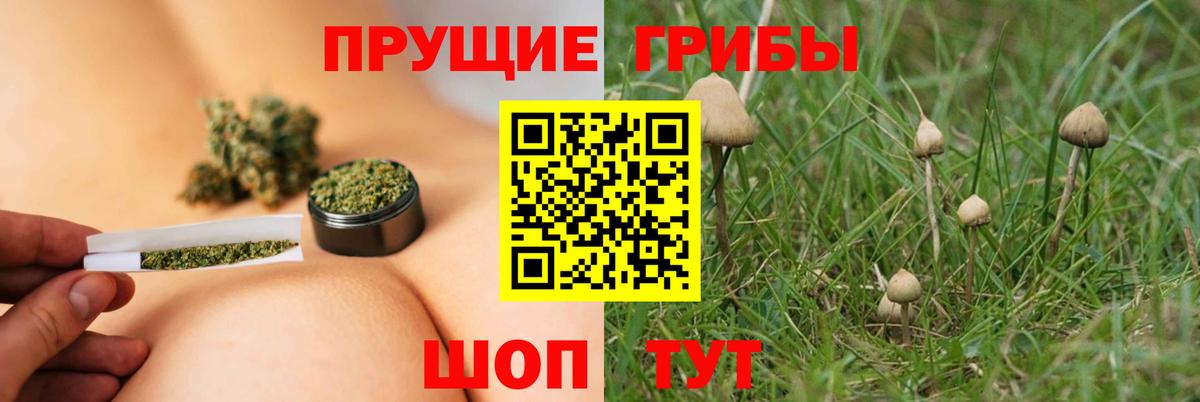 Псилоцибиновые грибы мицелий Новороссийск